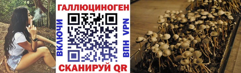 MEGA tor  Болотное  Псилоцибиновые грибы GOLDEN TEACHER 
